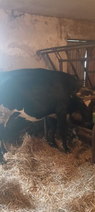 Sprzedam krowe i jałówkę, byczka, ciele