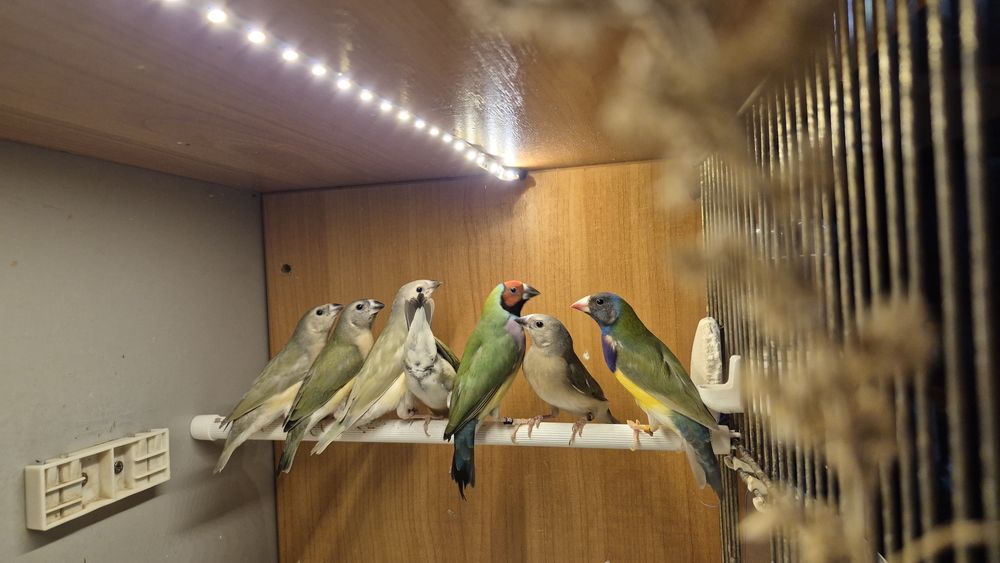 Amadyny wspaniałe młode