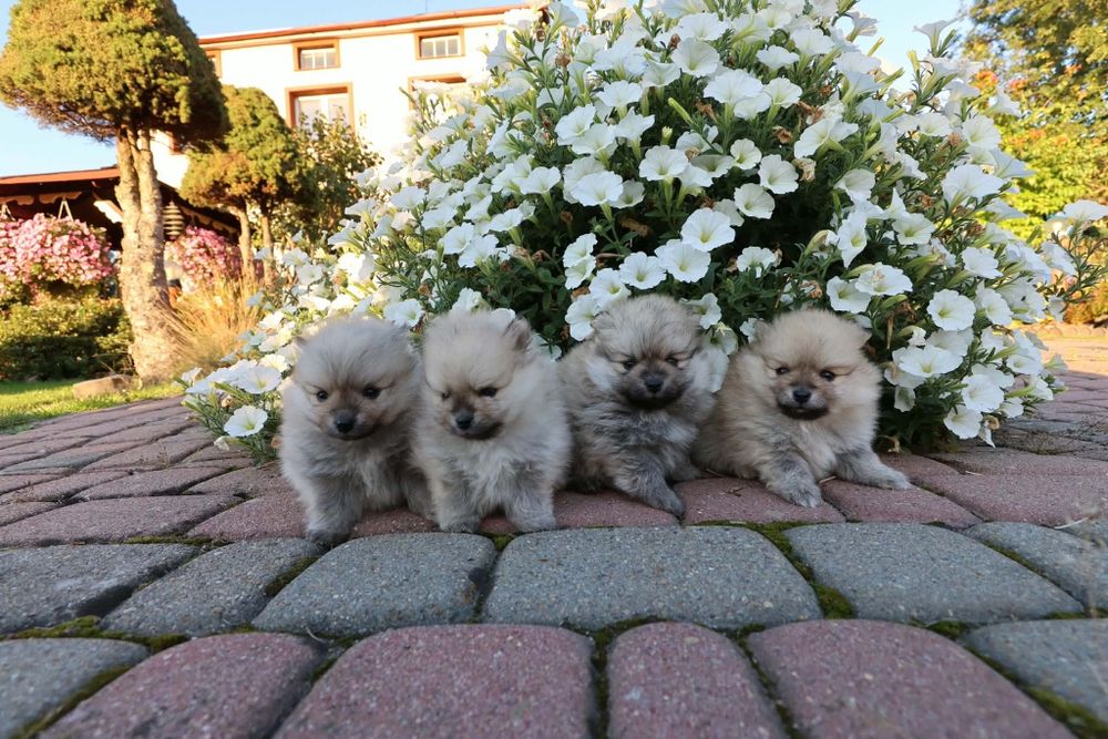 Szpic Miniaturowy Pomeranian
