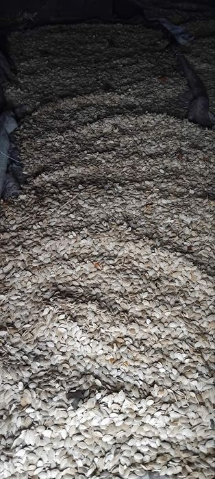 Тыква, гарбуз домашний