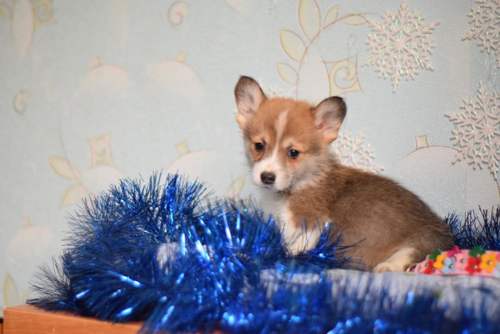 Вельш Коргі Пемброк цуценята дівчатка і хлопчик чекають на люб