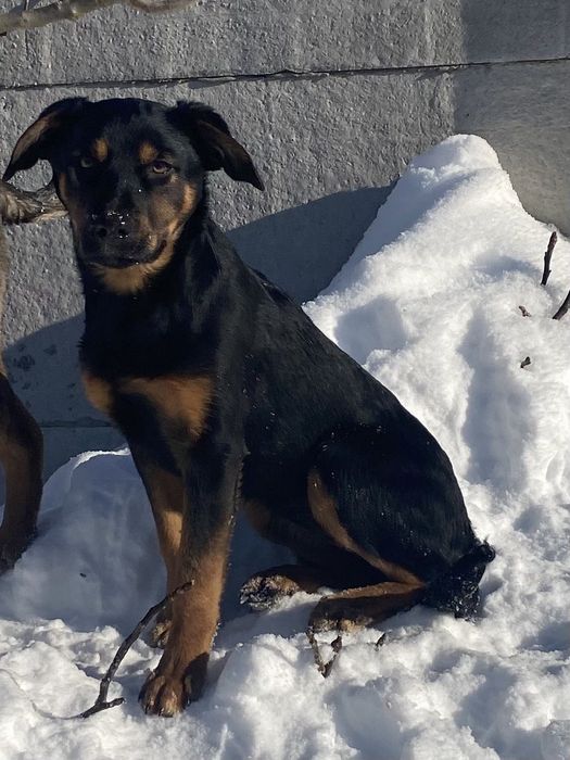 Прилаштовуються цуцики