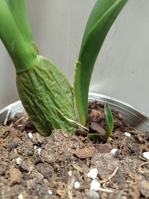 Орхидея Камбрия.