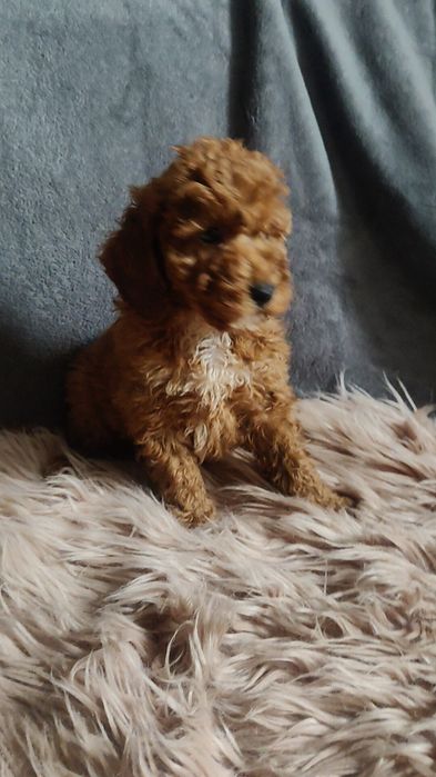 Cockapoo szczeniak chłopiec