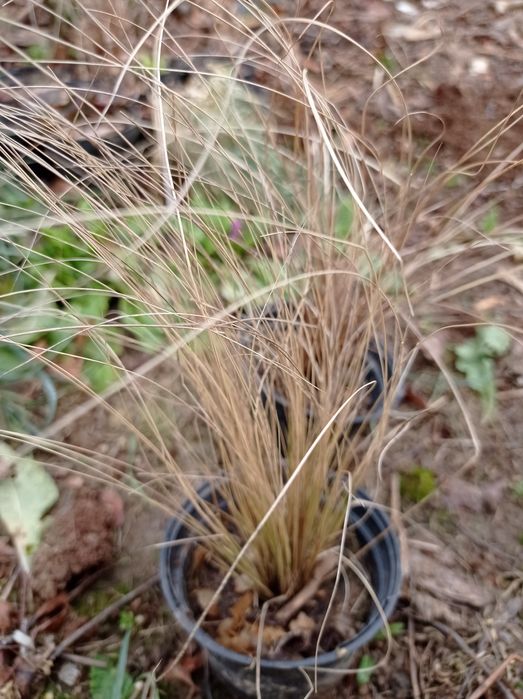 Nadwyżki bylin do ogrodu