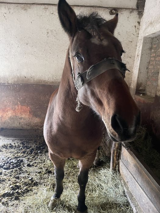 Продаётся кобыла