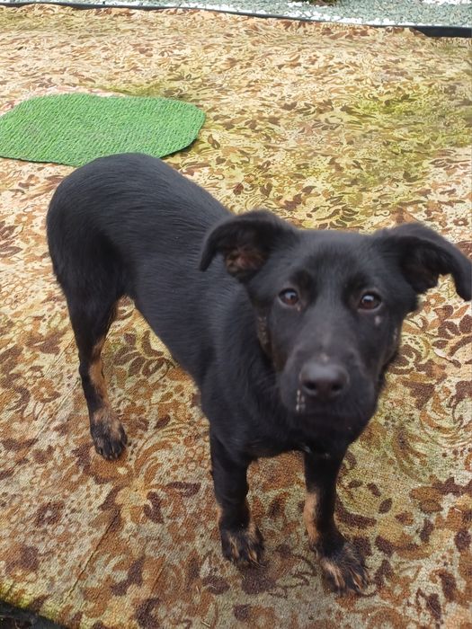 Дівчинка шукає родину