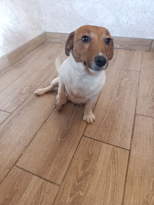 Urocza suczka szuka domu