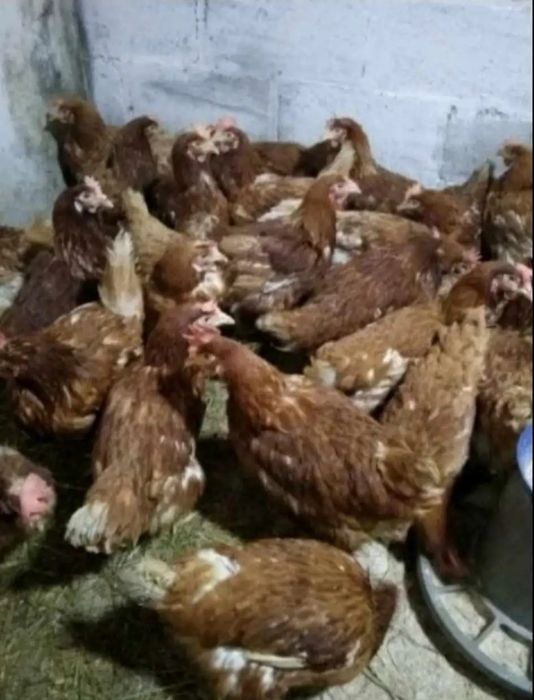 Курчата бройлера добові, кури несучки, корма