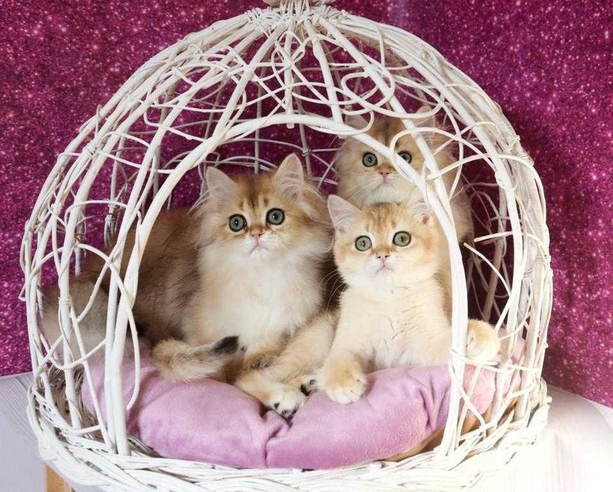 Чудові британські довгошерсті та кошерстні кошенята.