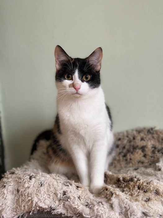 Кошенятко у хороші руки