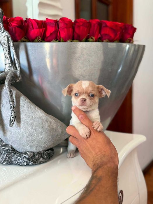 Chihuahua  Superminiatura MACHINHO BRANCO & IZABELLA com LOP E AFIXO