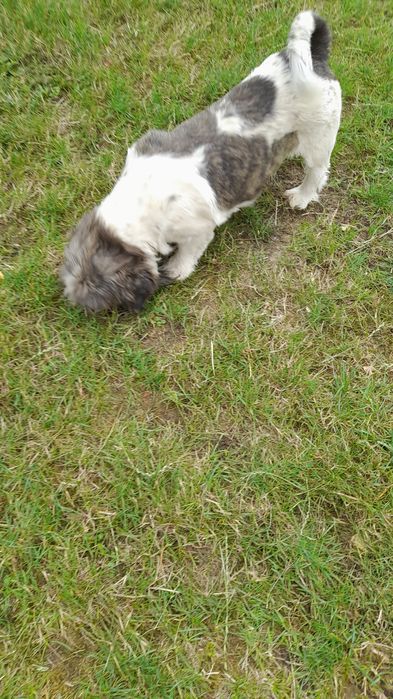 Shih tzu oddam za darmo