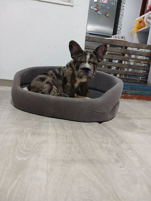 Малышка французский бульдог