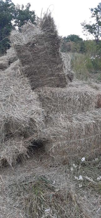 Сено луговое разнотравье, солома