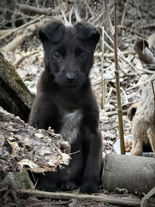 Врятоване цуценя шукає люблячу родину