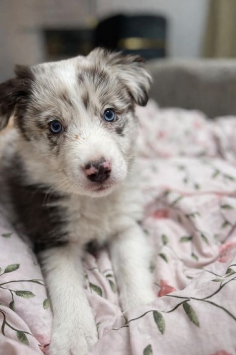 Szczeniak border collie samiec