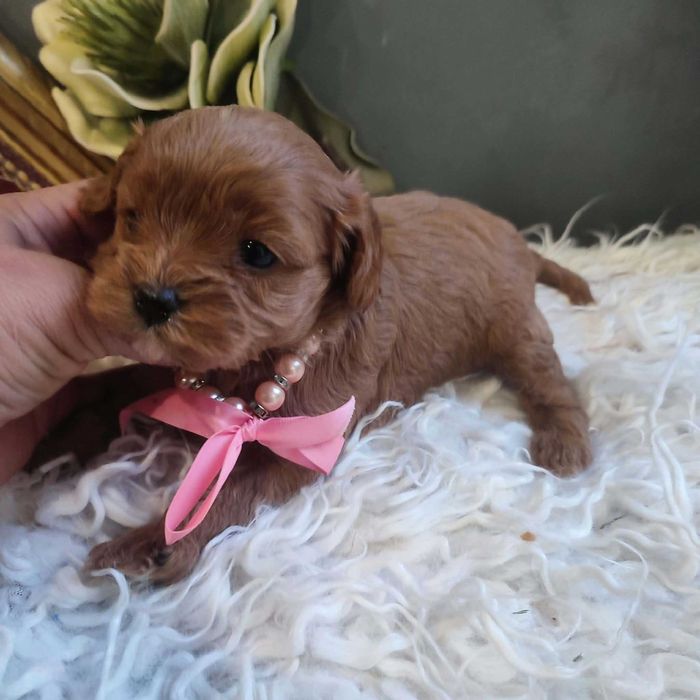 Cavapoo  - cude dziewczyny   do rezerwacji.