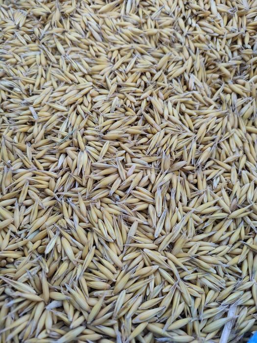 Sprzedam owies Bingo