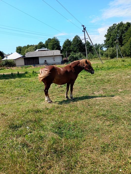 Продам коня 8 років