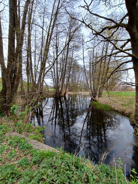 Działka budowlana 3275 m² | blisko Warty | strumyk | Mierzyn - Ansicht 2