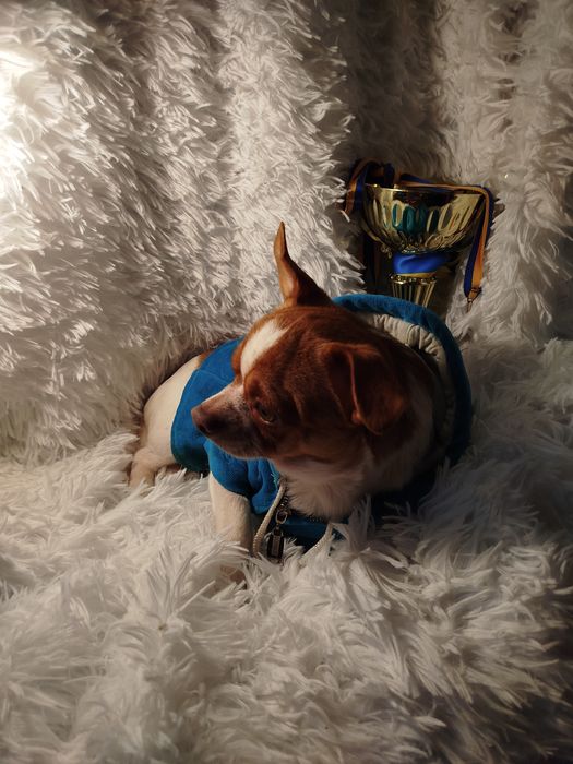 Мальчик чихуахуа белый с рыжиа нам 2 год ищем заботливые руки