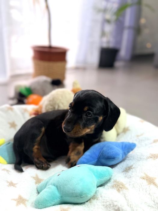 Teckel Standard com lop