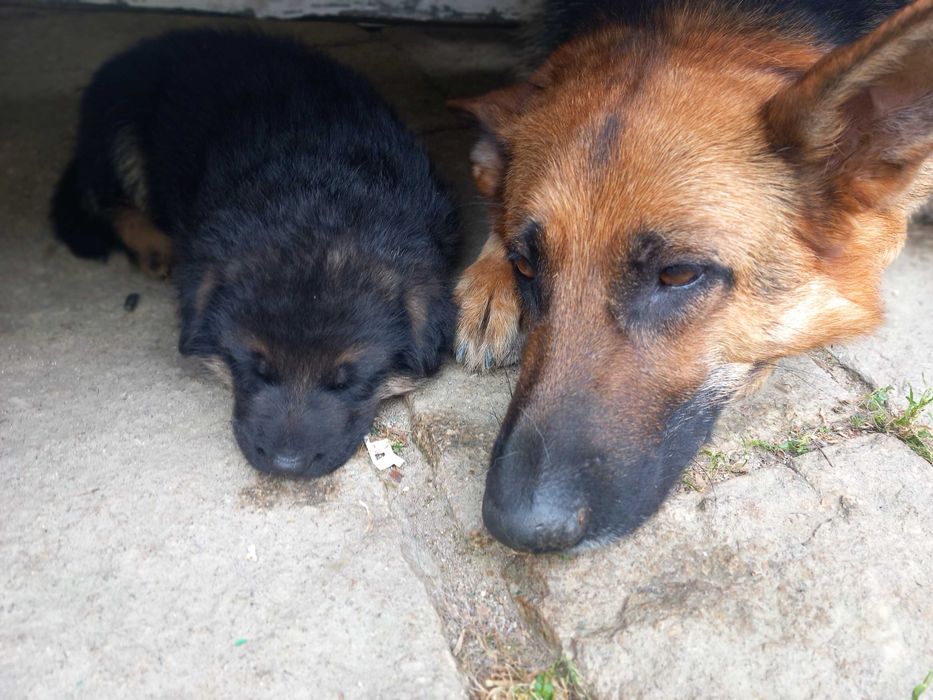 Lindo Cachorro Pastor Alemão Pêlo Curto