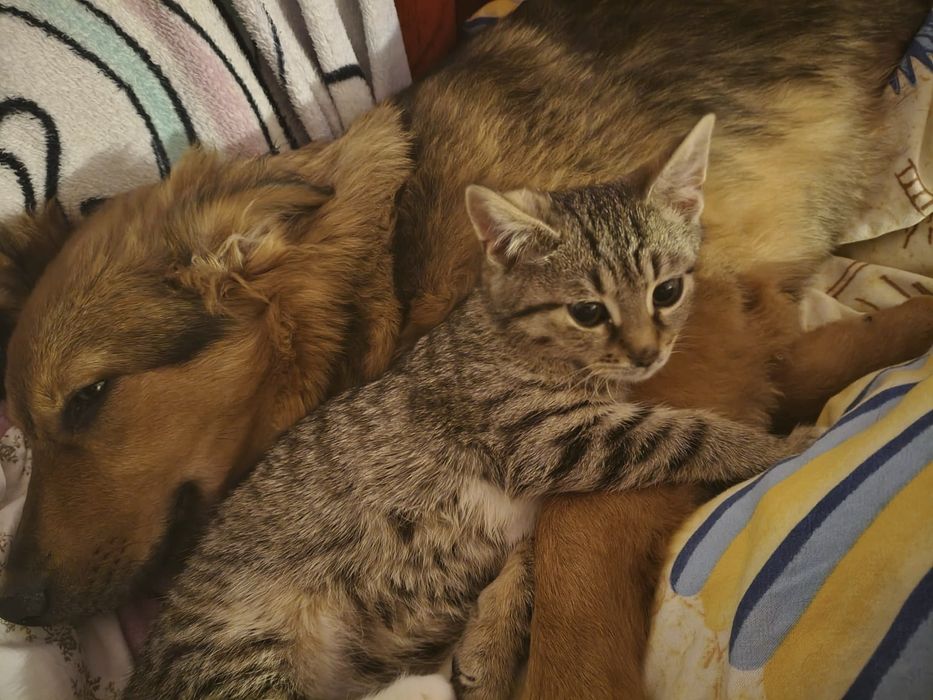 Małe kotki szukają domków