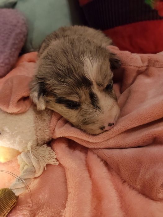 Border collie dziewczynka Blue -merle nr2/badania genetyczne/stawy/RTG