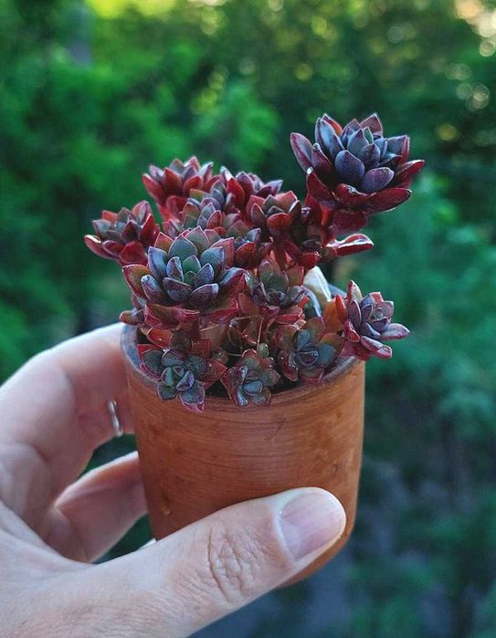 Сукулент, граптоверія. Graptoveria "Purple Dream"
