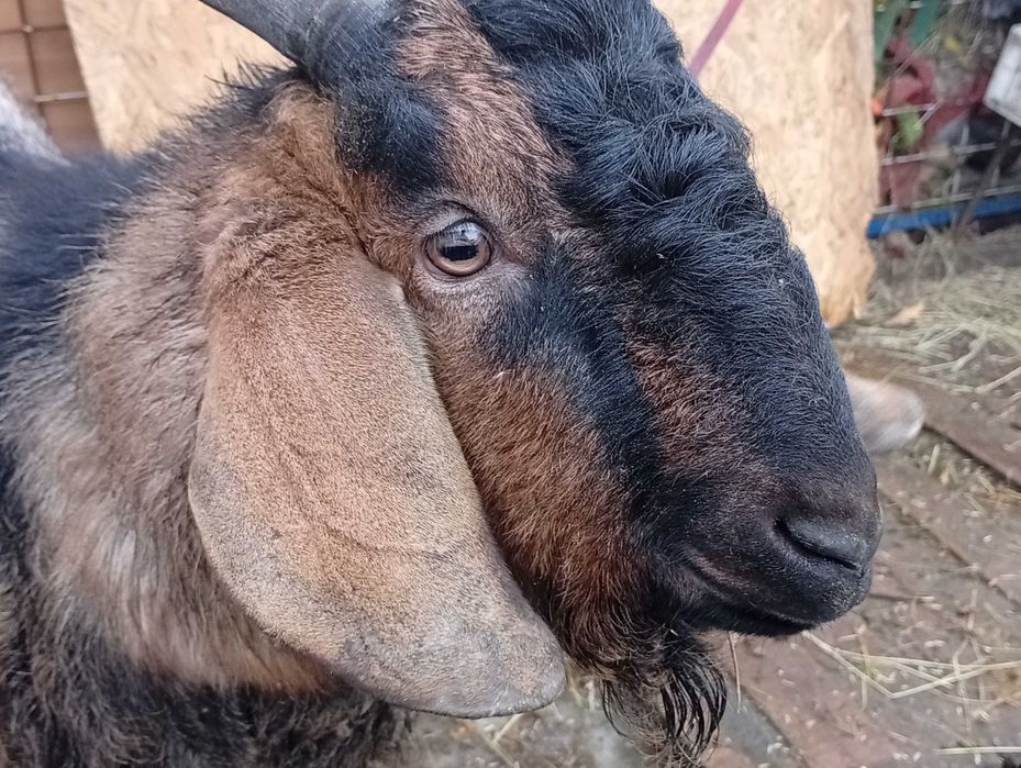 Продам козла Англо-нубийского. Козел. Цап.