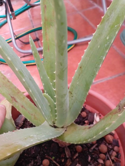 Planta aloe natural
