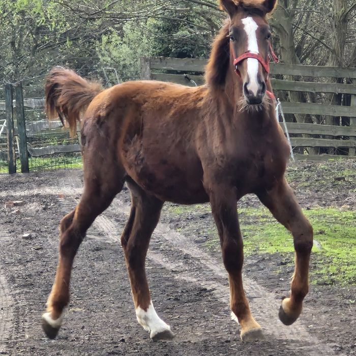 Silesian mare full pedigree