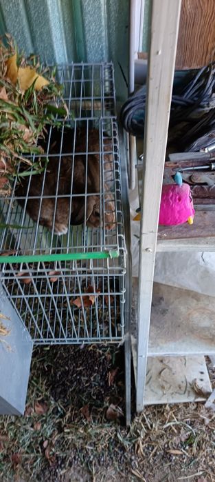 Vendo coelhos caseiros