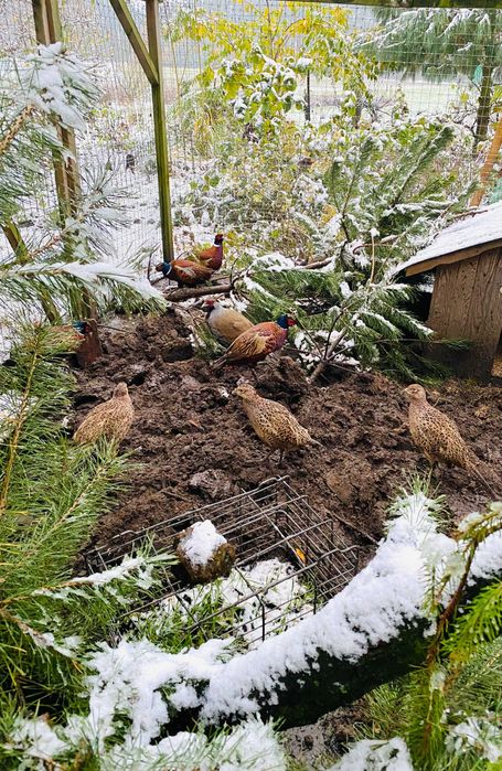 bażanty łowne z 2025