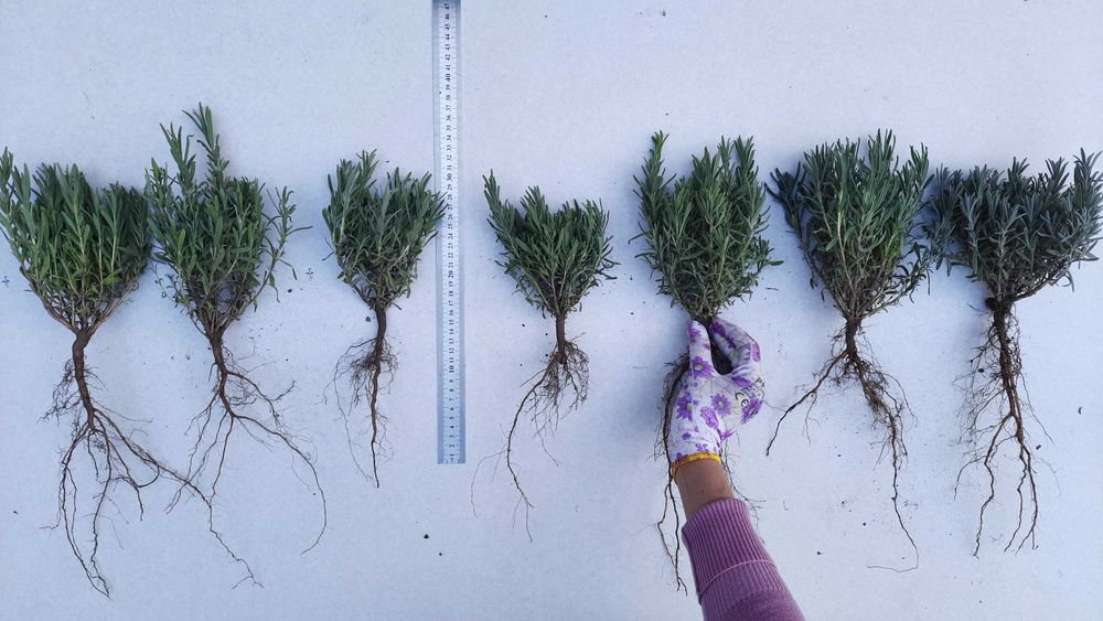 Лаванда саджанці