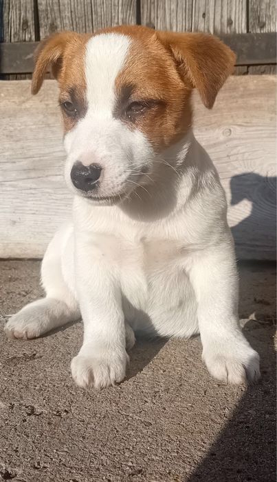 Jack russell terrier