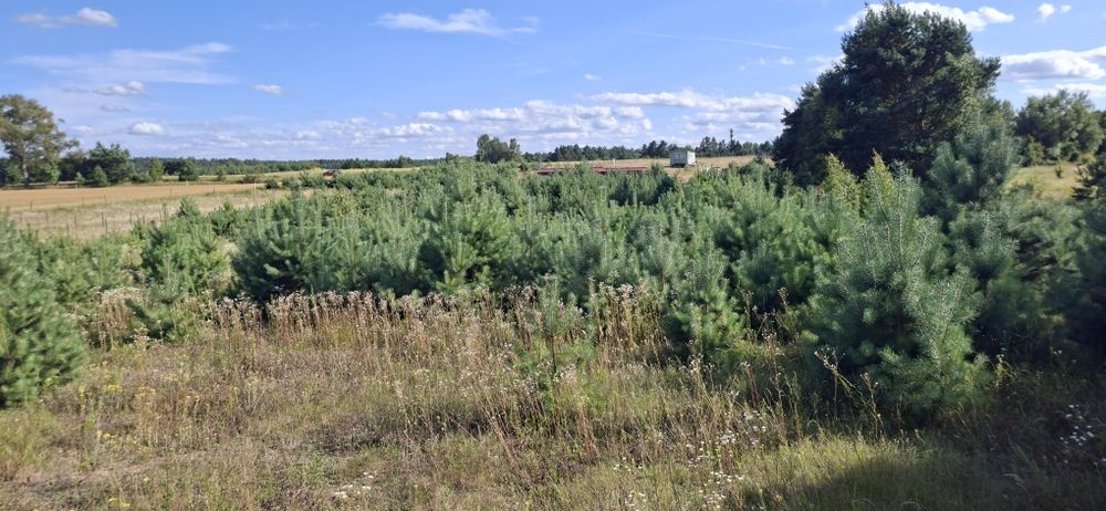Zdjęcie 5