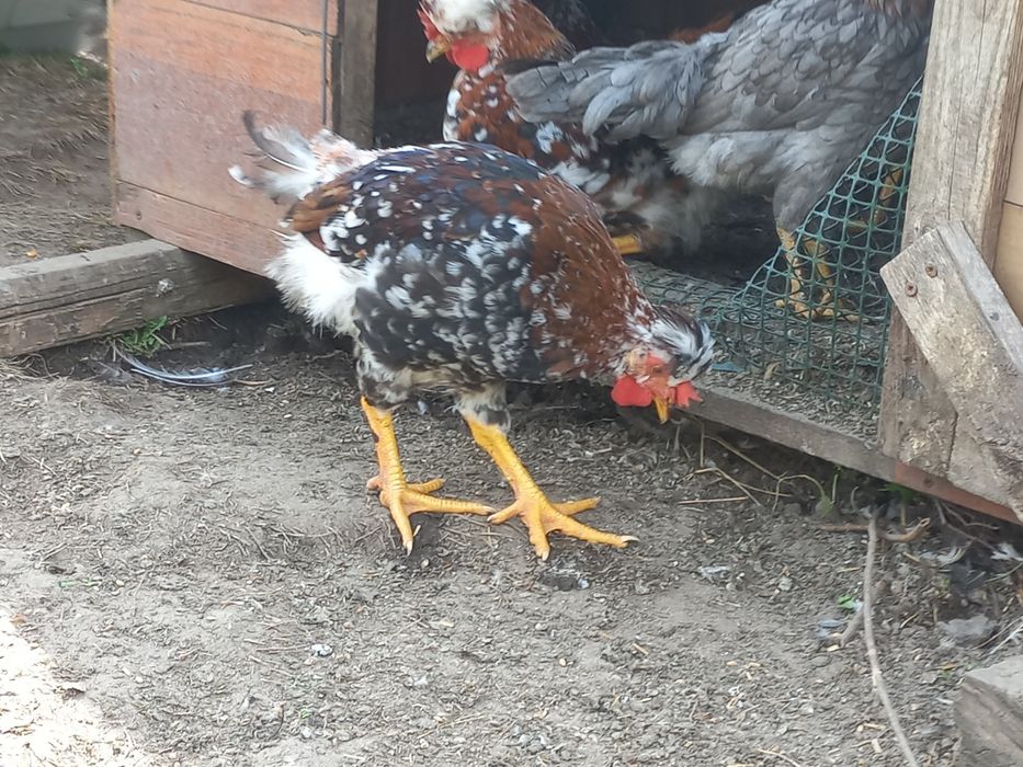 Koguty Czubatka staropolska