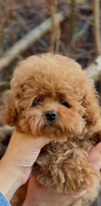 Мальтіпу дівчинка Міні Teddy