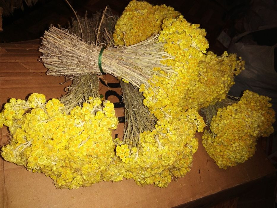 Цмин, бесмертник