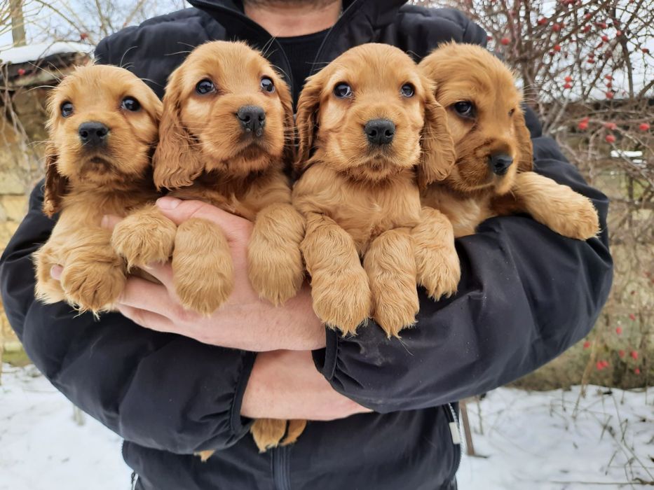 Неотразимые Мальчики Девочки Спаниели