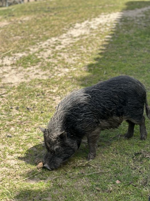 Porco vietnamita reprodutor com 3 anos