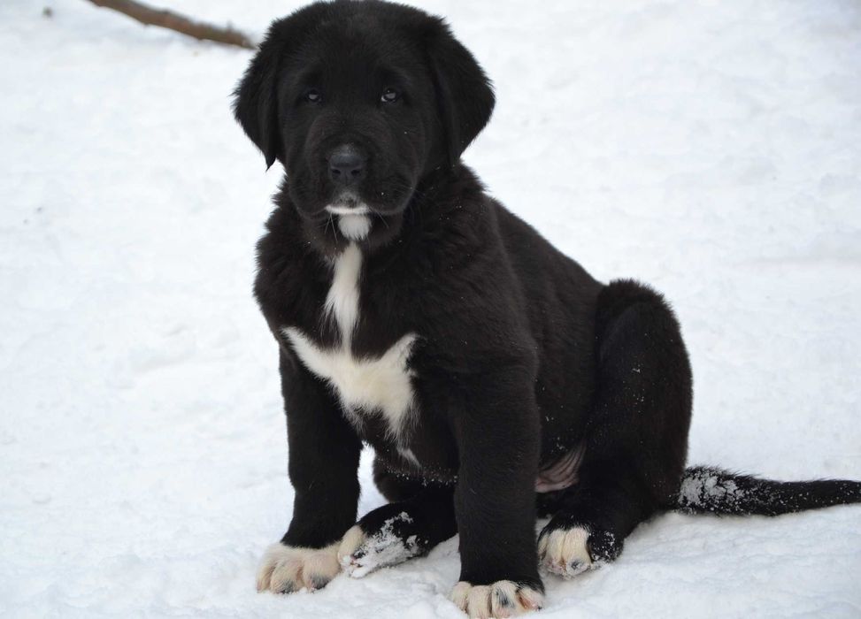 Owczarek środkowoazjatycki FCI