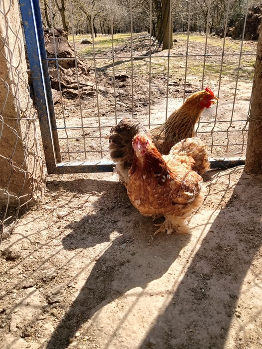 Jajka lęgowe karzełek kochin