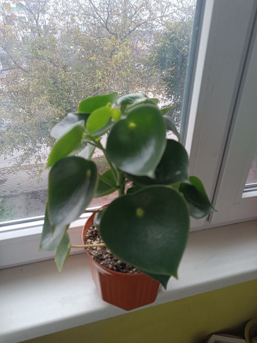 Продам Пілею пеперомієвидну