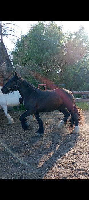 Piękna wysoka klacz tinker