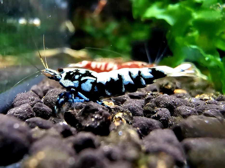 Krewetki galaxy po Boa pakiet 10 sztuk KETRAB