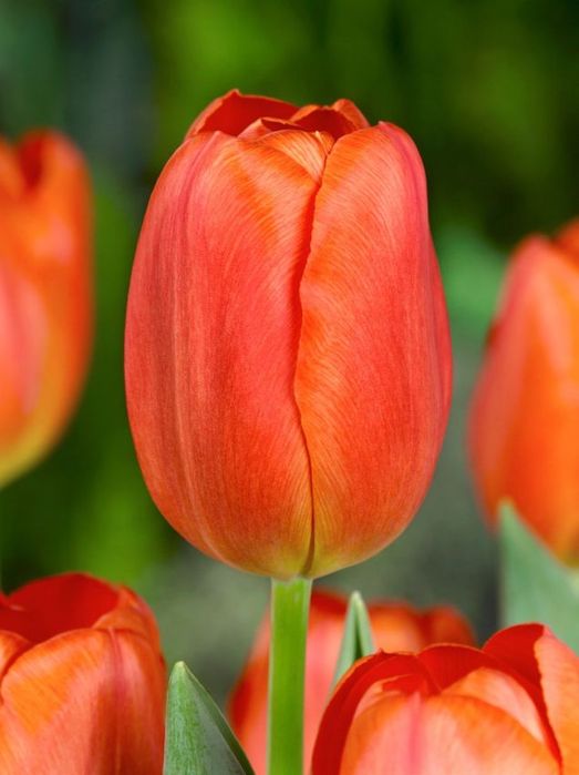 Tulipany cebulki z Holandii